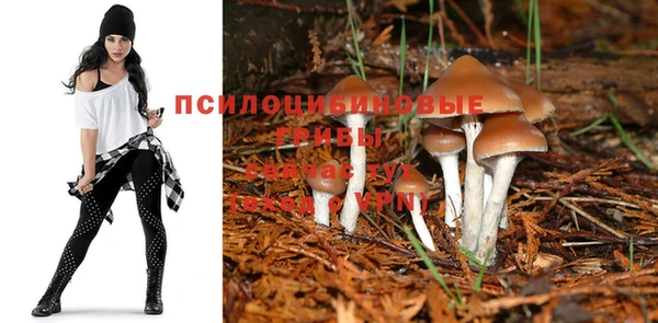 гашик Белокуриха
